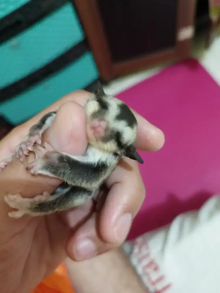 Sugar glider joey grey jantan