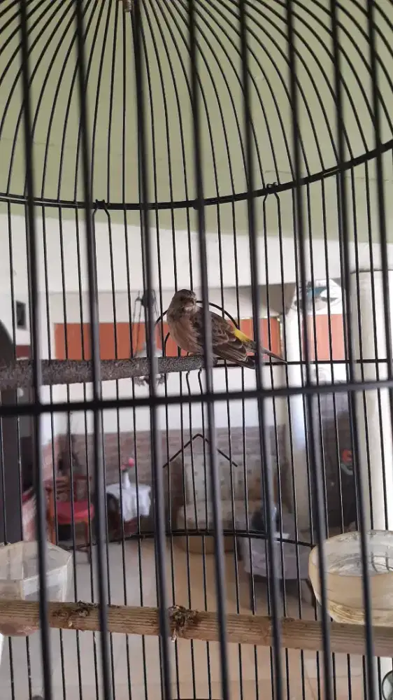 Burung Blackrot jantan