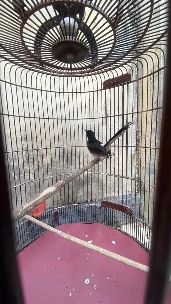 Murai Batu Ternakan Ekor Hitam Nias x BLorok