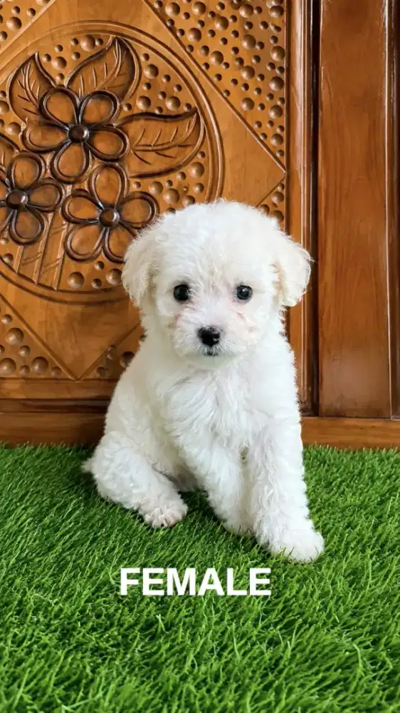 Maltipoo puppy female