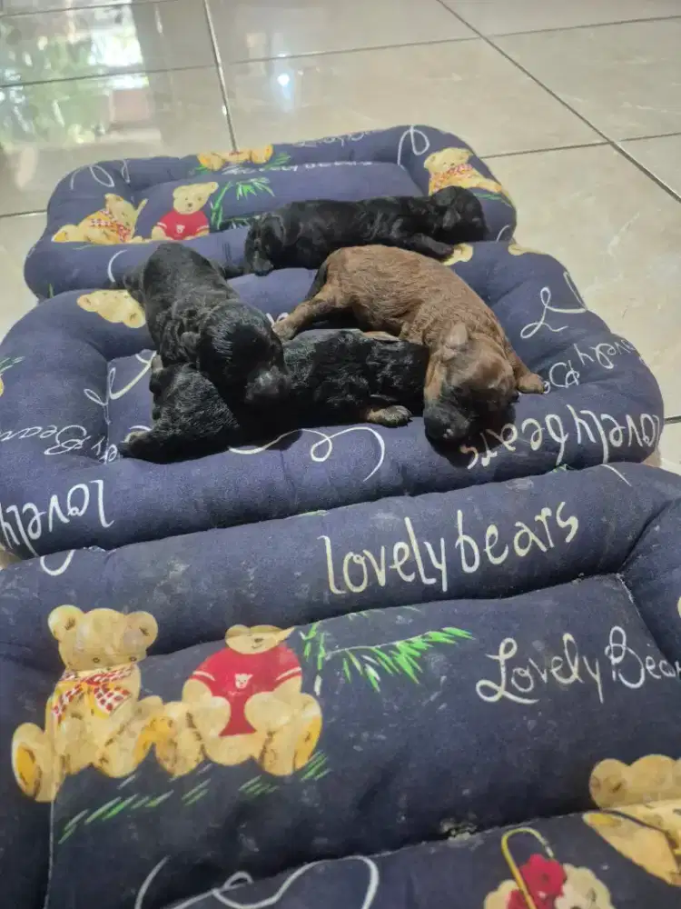 Anakan poodle sihtzu