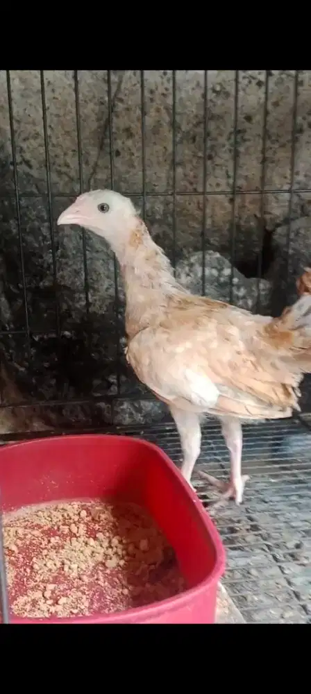 Ayam Kampung Elba
