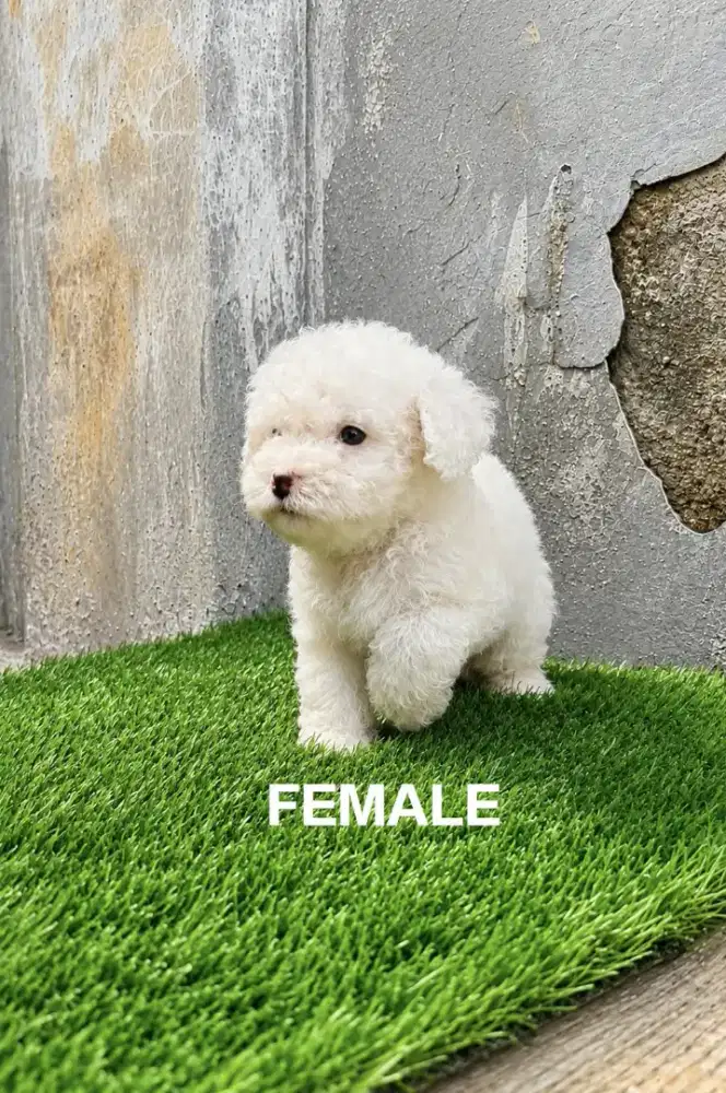 Maltipoo puppy female