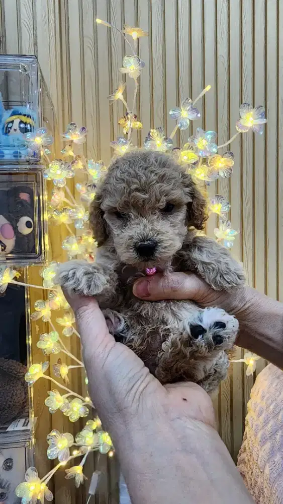 Anakan Poodle Jantan Murahh