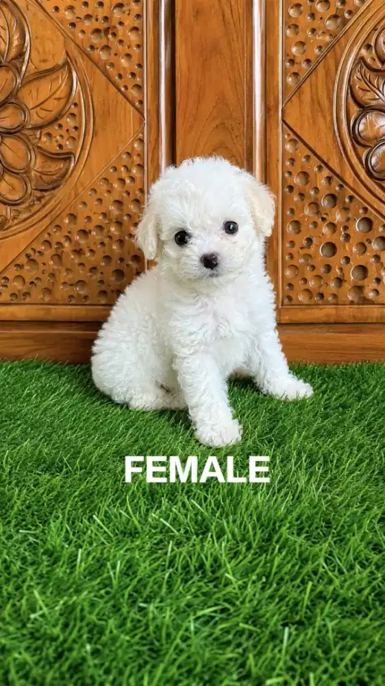 Maltipoo puppy female