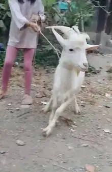 sepasang kambing hias saanen FB siap kawin 10-12 bln putih bersih puas
