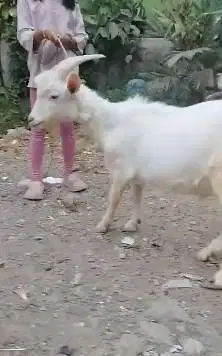 sepasang kambing hias saanen FB siap kawin 10-12 bln putih bersih puas