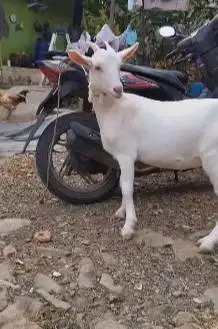 sepasang kambing hias saanen FB 10-12 bln siap kawin putin bersih puas