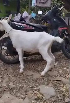 sepasang kambing hias saanen FB 10-12 bln siap kawin putin bersih puas