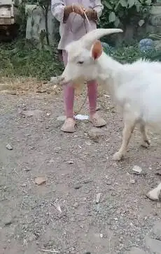 sepasang kambing putih siap kawin ras saanen FB 10-11 bulan jamin puas
