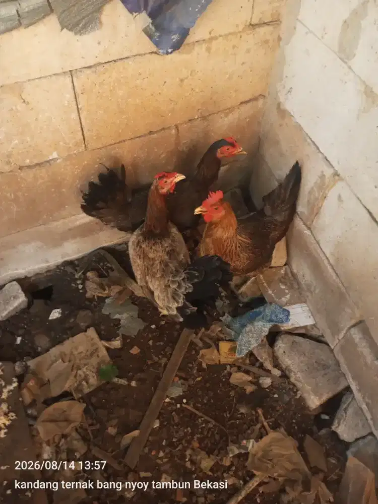 Ayam betina kub