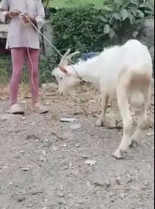 sepasang kambing putih bersih ras saanen 10-11 bln siap kawin unggulan
