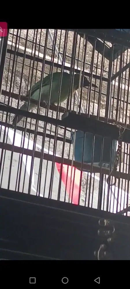burung cucak emas daun