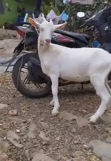 sepasang kambing putih 10-12 bln ras saanen FB super unggulan jamin ok