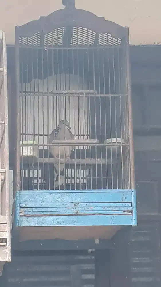Dijual burung tekukur jantan rajin bunyi