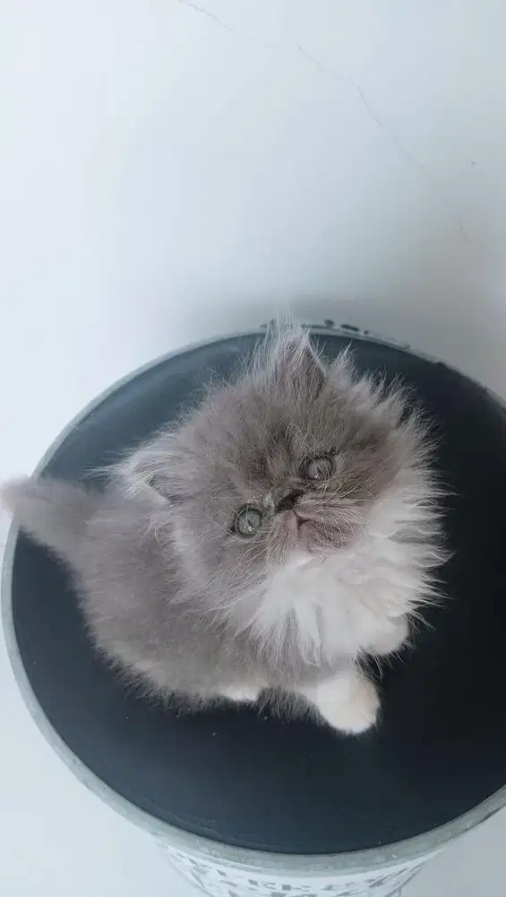 Kitten peaknose