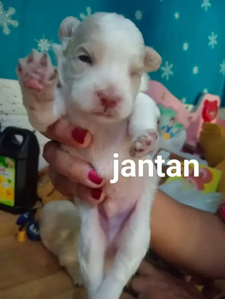 Anak Anjing shitzu