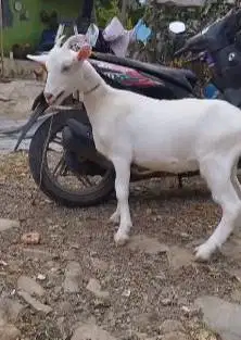 sepasang kambing putih ras saanen FB 10-11 bln siap kawin super unggul