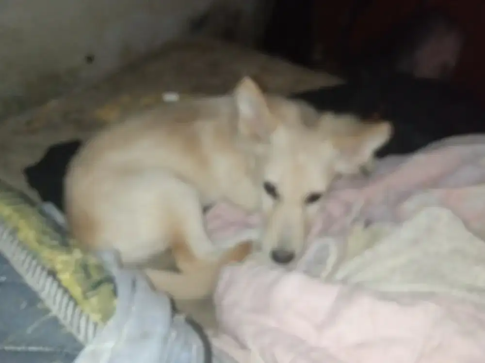 Anjing mix mini pincher Betina usia 3 bln