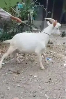 sepasang kambing putih siap kawin ras saanen FB 10-11 bln super unggul
