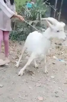sepasang kambing saanen FB 10-11 bln siap kawin super unggulan manteb