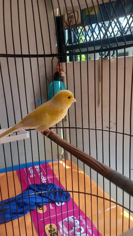 Burung Kenari LOPER  + Kandang