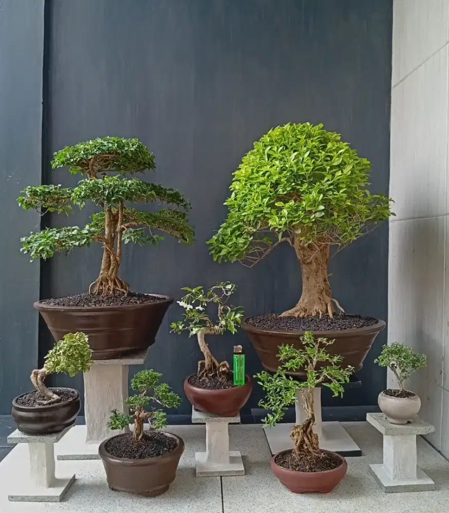 Jual borongan murah bonsai hias