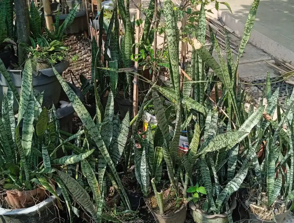 Tanaman hias lidah mertua (hijau)