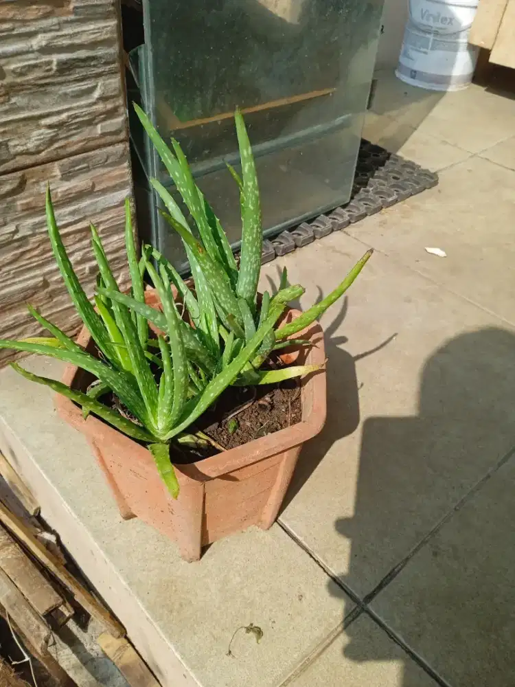 Tanaman lidah buaya