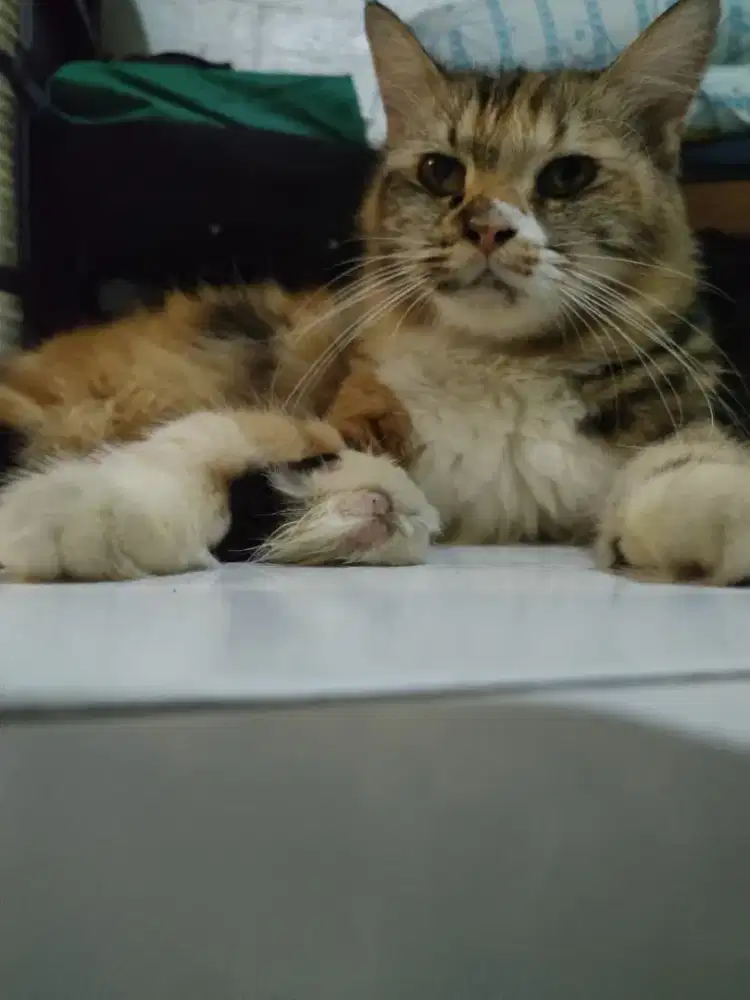 Persia betina calico