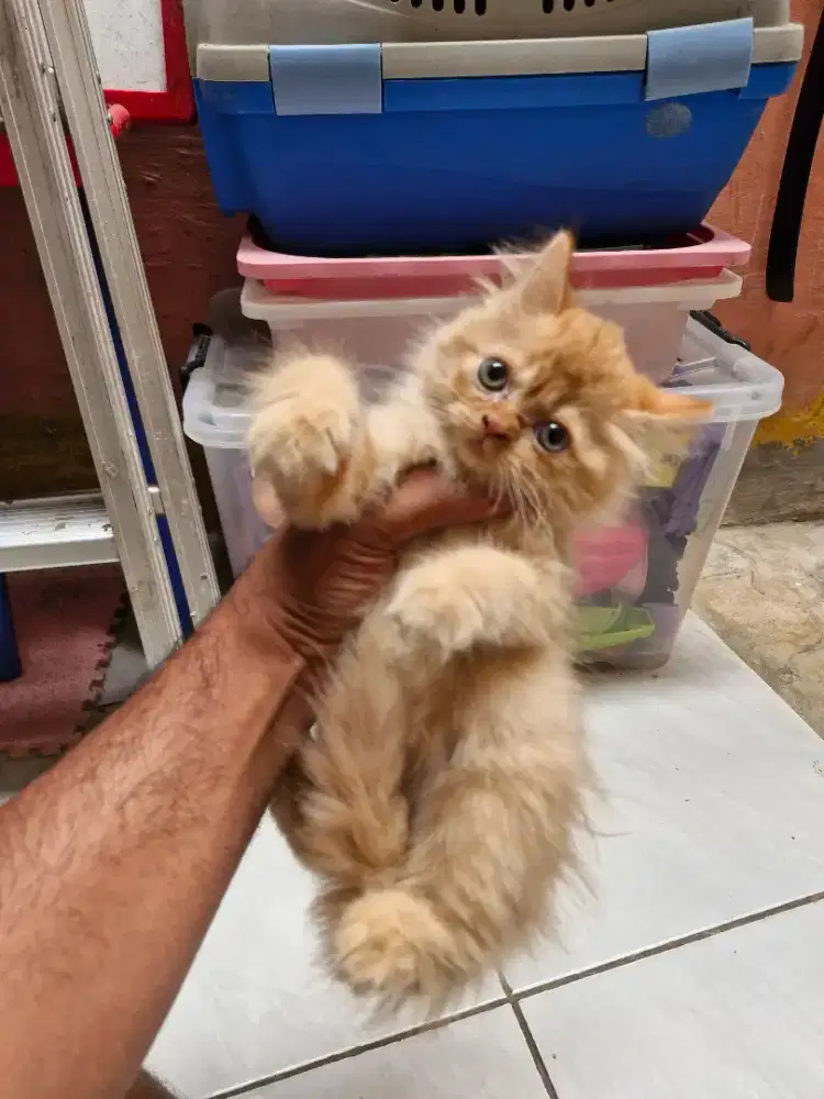 Kucing Persia LongHair FlatNose Oren
