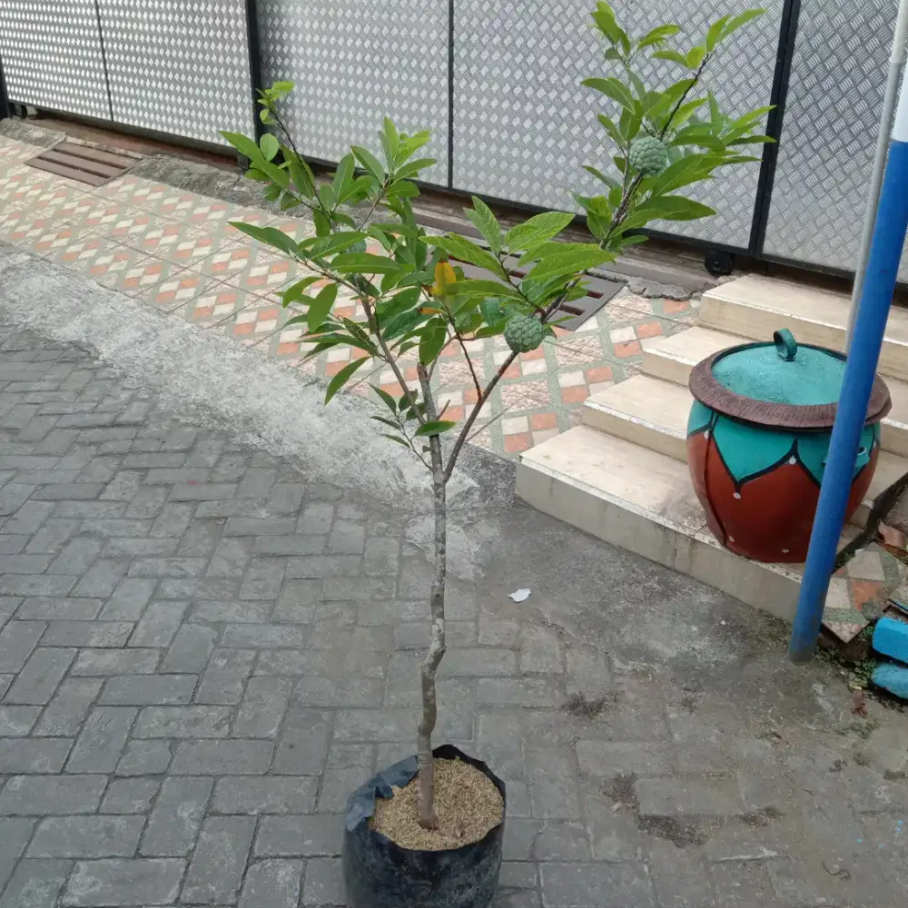 Pohon srikaya lokal berbuah