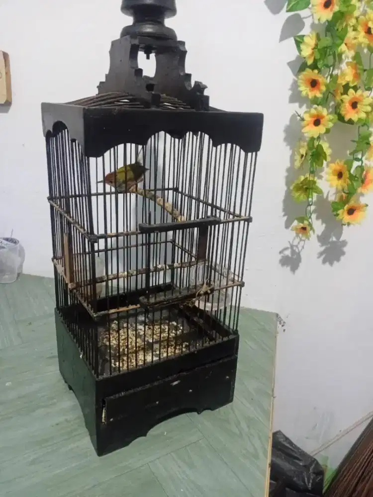 Prenjak bawah rajin