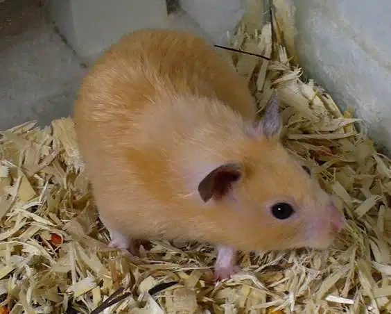 Hamster Syirian Depok