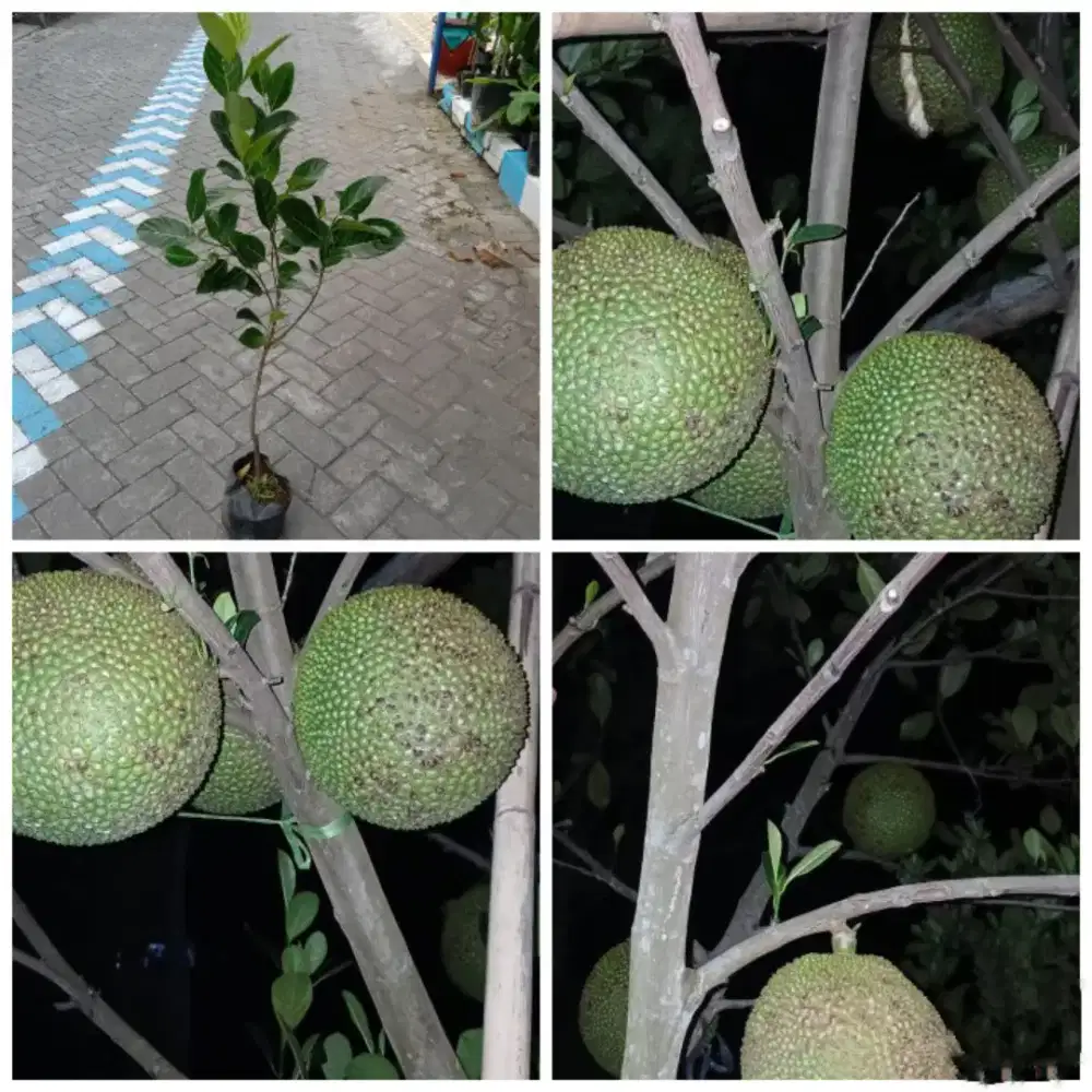 Bibit nangka bola