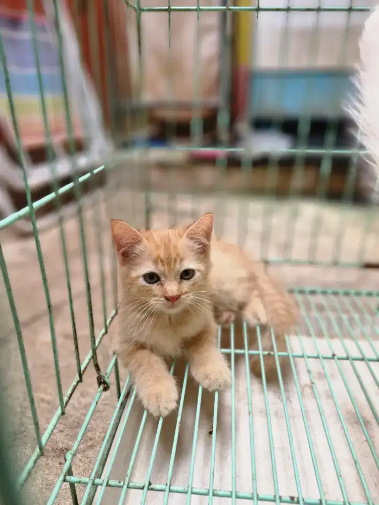 Kucing Persia Short Hair Oren