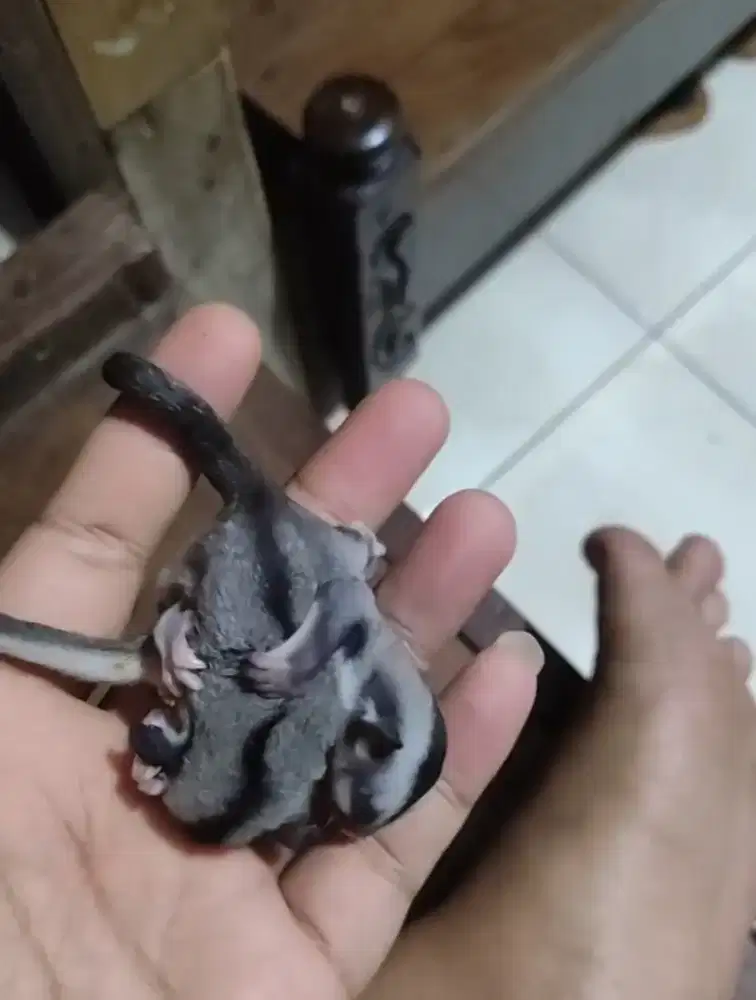 Sugar glider jantan