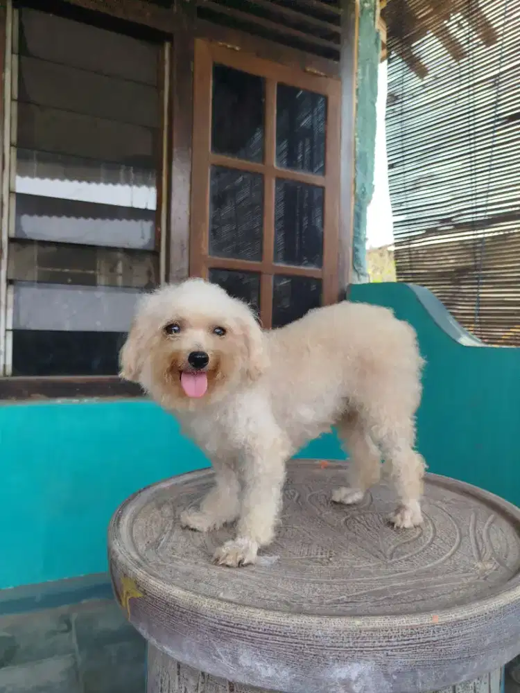 Poodle indukan,betina