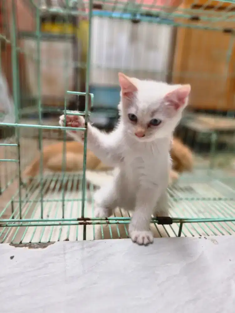 Kucing Persia Short Hair Putih