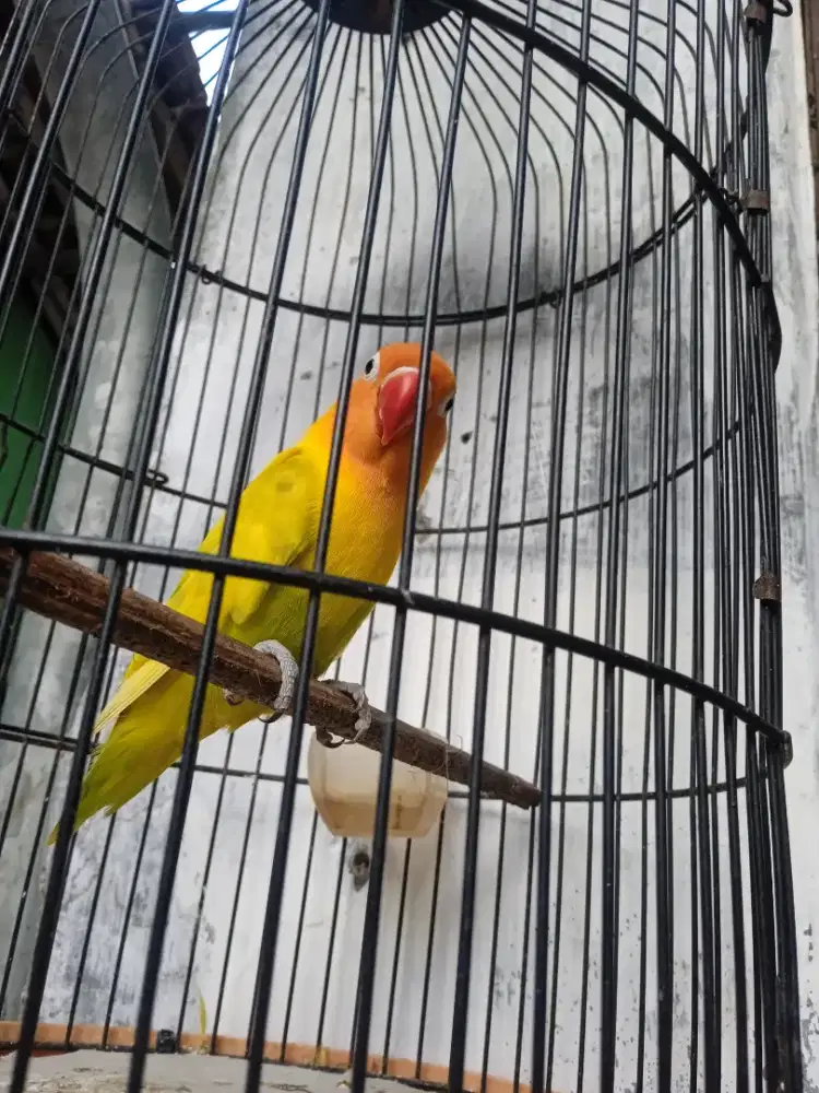 Mahar aja burung lakbet pastel bunyi jos rajin