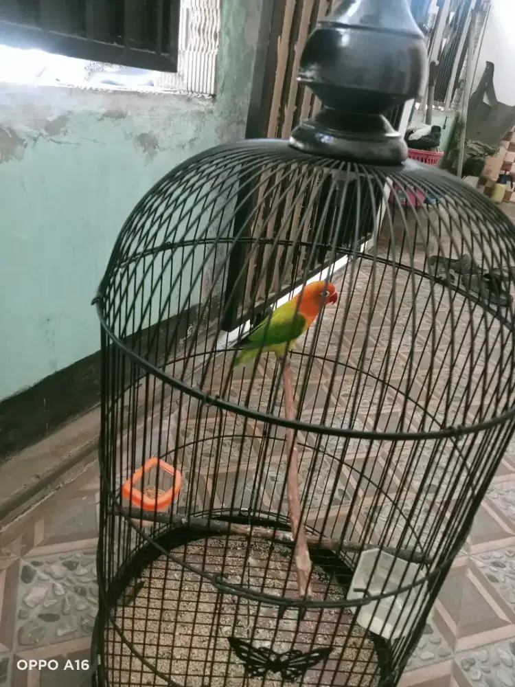 Burung lb betina aktif