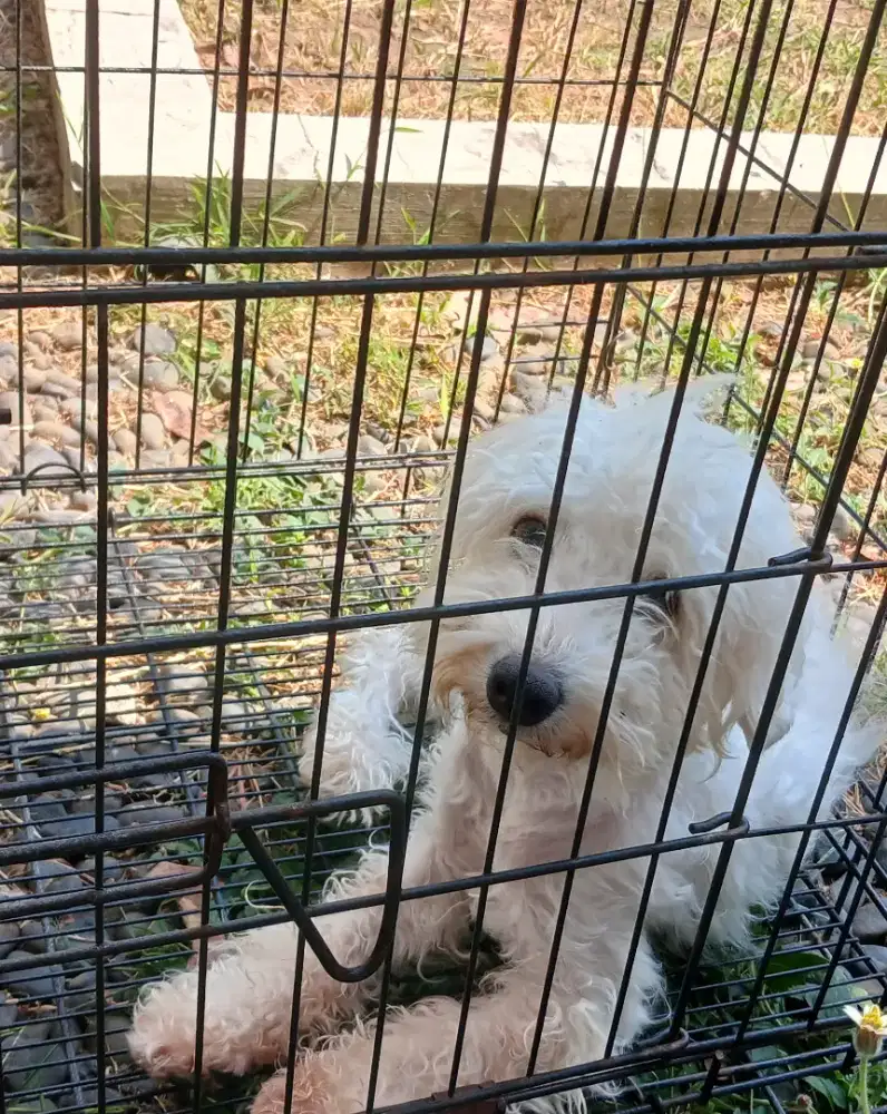 Jual Anjing Poodle