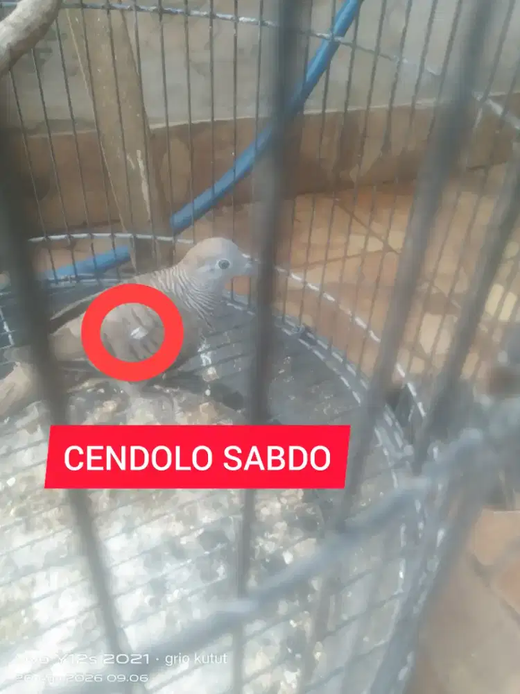 perkutut lokal alam katuranggan cendolo sabdo