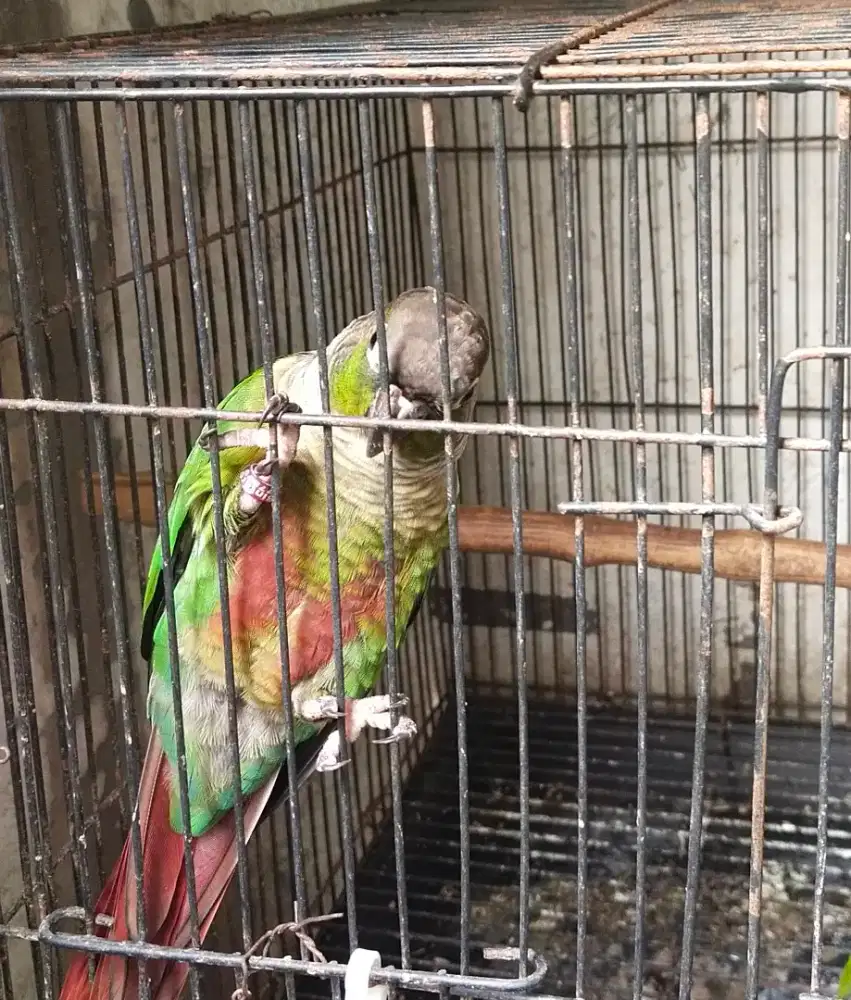Green check conure