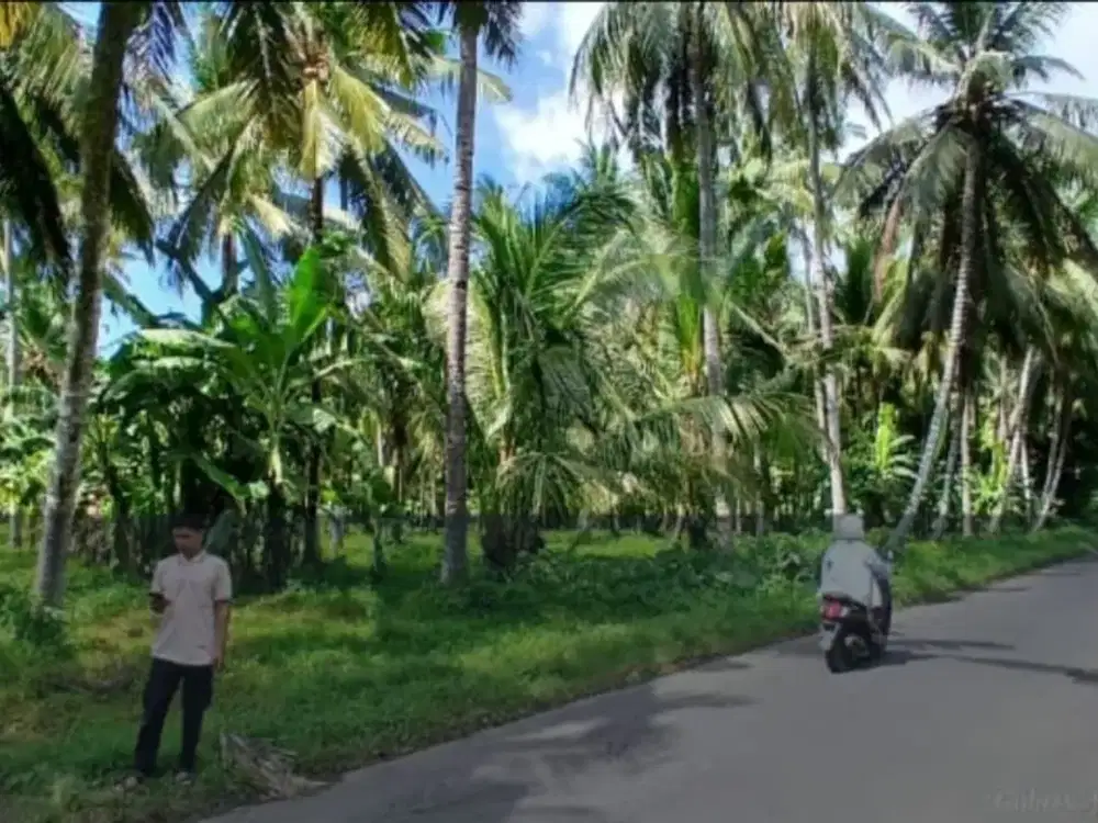 DIJUAL LAHAN KEBUN KELAPA PINGGIR JALAN ASPAL PAKISTAJI-BANYUWANGI