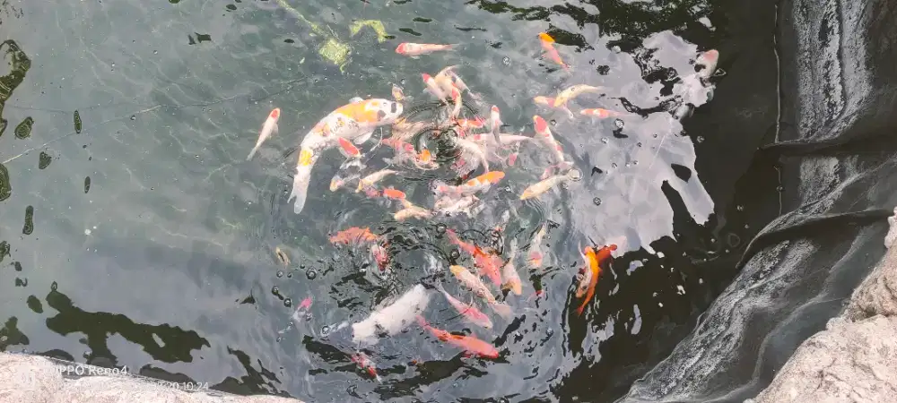 Ikan koi.. size 15 SD 40cm