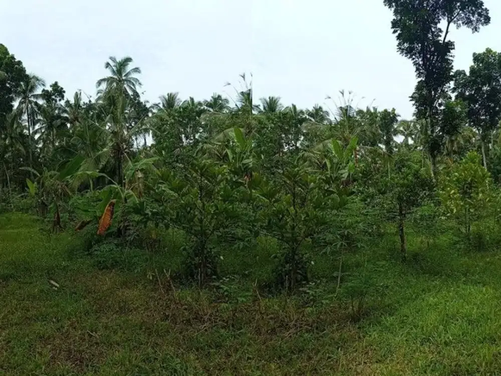 DIJUAL TANAH STRATEGIS GOMBENGSARI-KALIPURO, BANYUWANGI