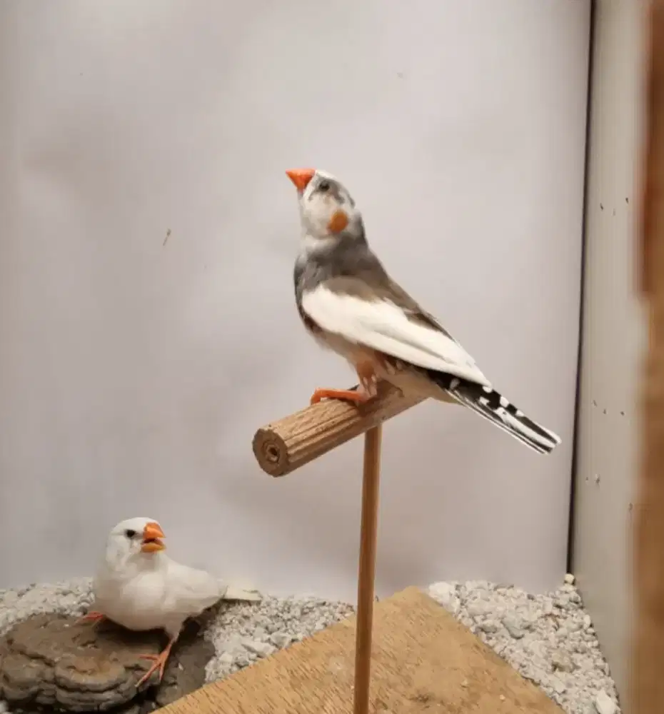 Burung Zebra Finch