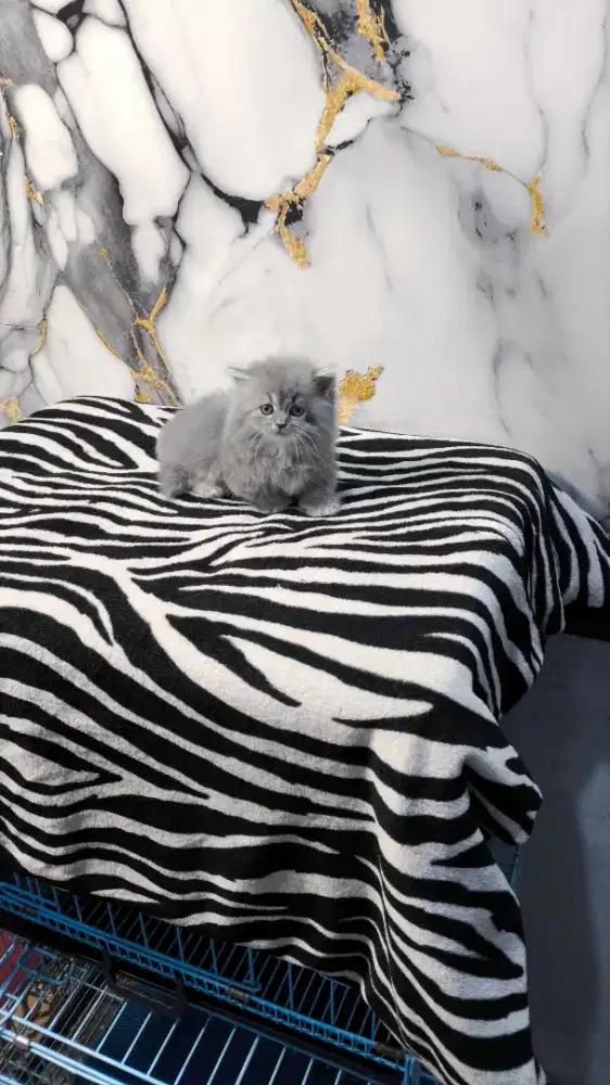 Kucing munchkin