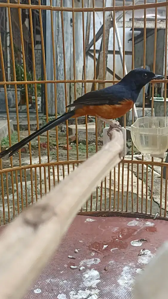 Murai pe 19an jual fe tt